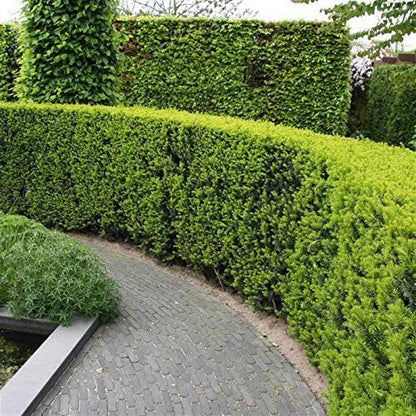 Podocarpus Japanese Yew | 60 Live Plants | Podocarpus Macrophyllus | Evergreen Shrub, Low Maintenance, Drought Tolerant, Privacy Screen Landscaping, Fast Growing, Ornamental Foliage