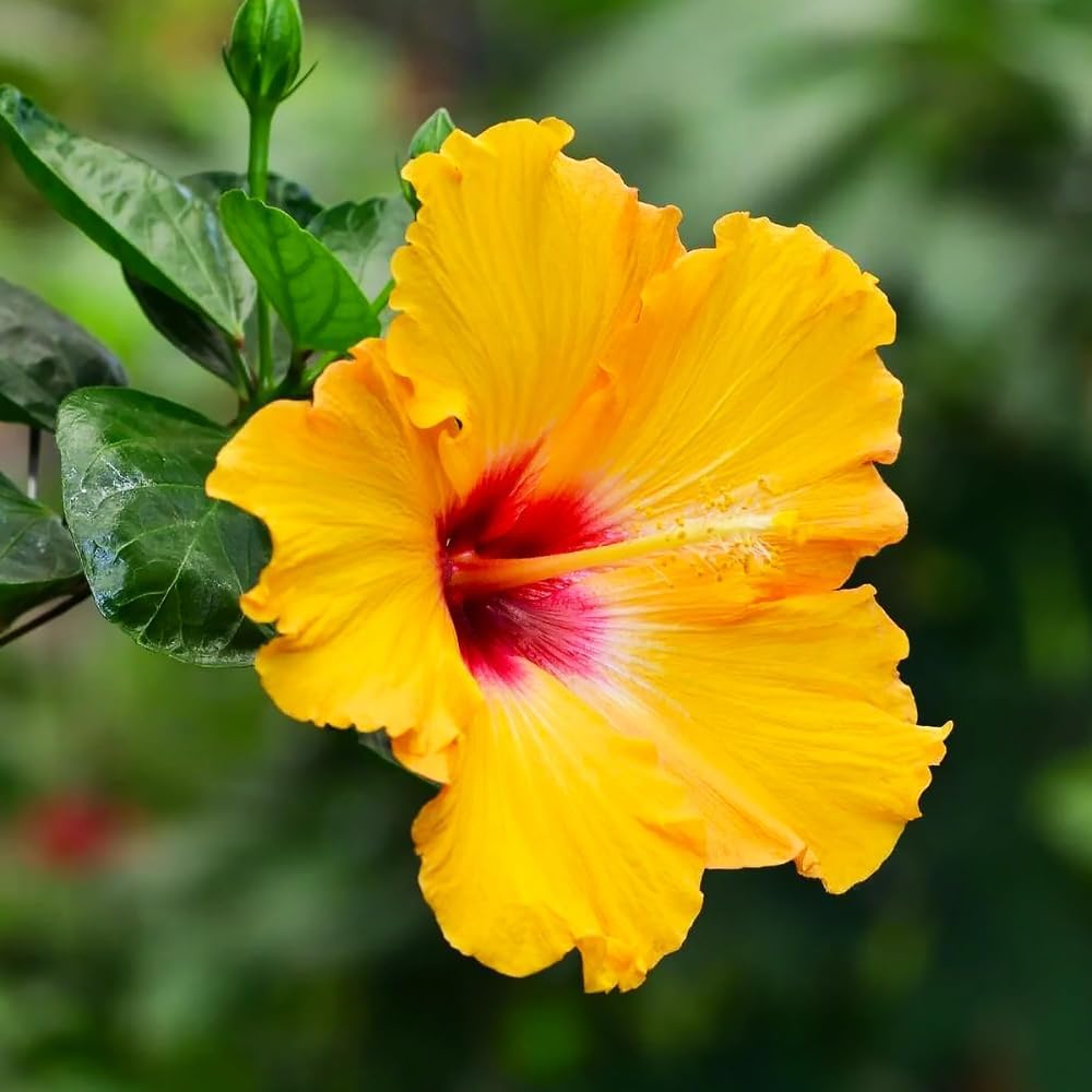 2 Yellow Red Hibiscus Live Plants, Clump 8-12” Tall, Hardy Hibiscus Plants Live, Hibiscus Trees Flowering Shrub