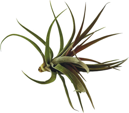 ragnaroc Air Plants - Tillandsia Brachycaulos Abdita, Large 4-6" - 1 ct - Live Arrival Guaranteed - House Plants for Home Decor & Gift