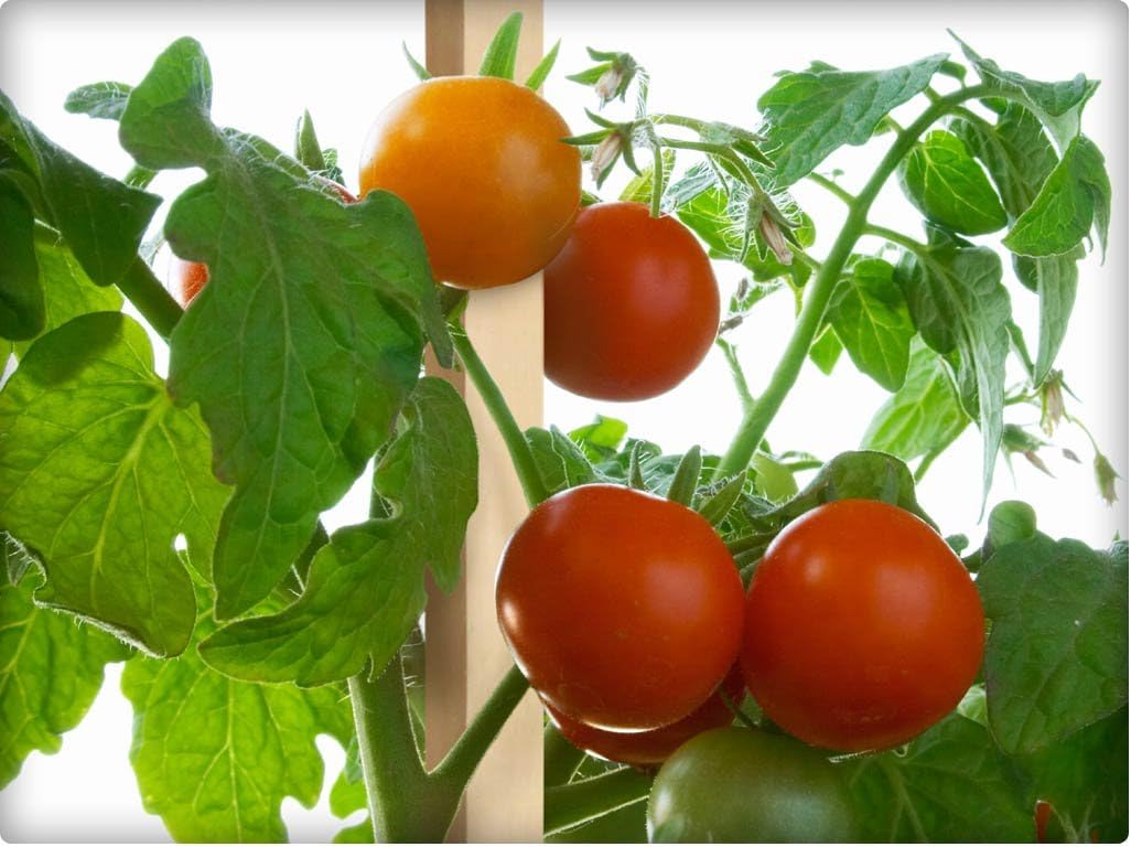 Greenes Fence Grade Stakes 36 in. Long (48-Pack)