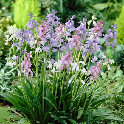 Spanish Bluebell Mixture - Perennial Spanish Bluebells (Wood Hyacinth) Bulbs for Planting | Spring Flowering Bulbs, Bell Shaped Flowers - Easy to Grow (25 Pack)