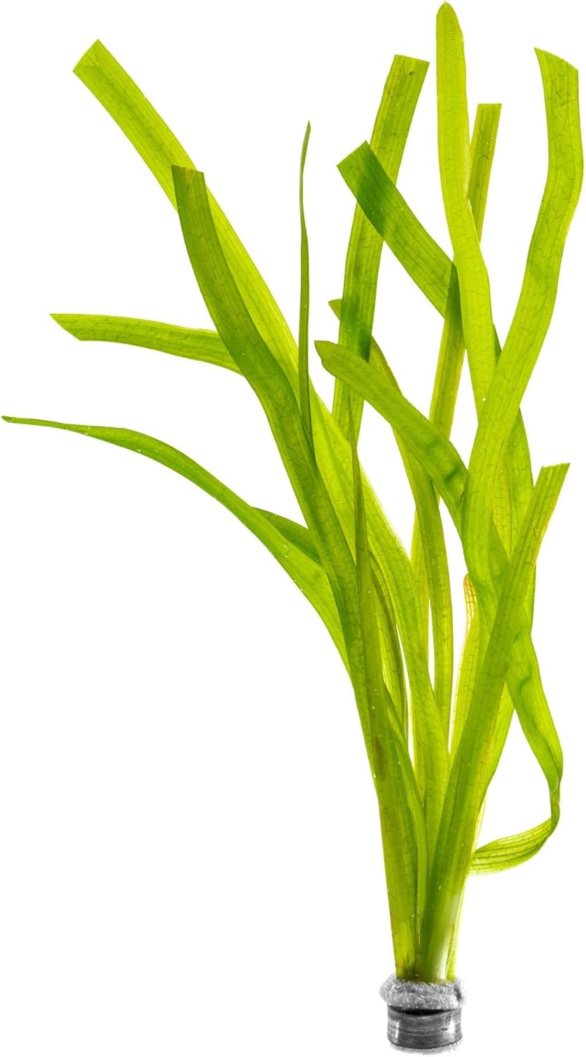 SubstrateSource Live Plant - Tall Grass, Red Jungle Vallisneria - Easy Care, Moderate to High Light, Reddish Green Accent, Freshwater Aquatic Plant for Aquascaping - Lead Bunch