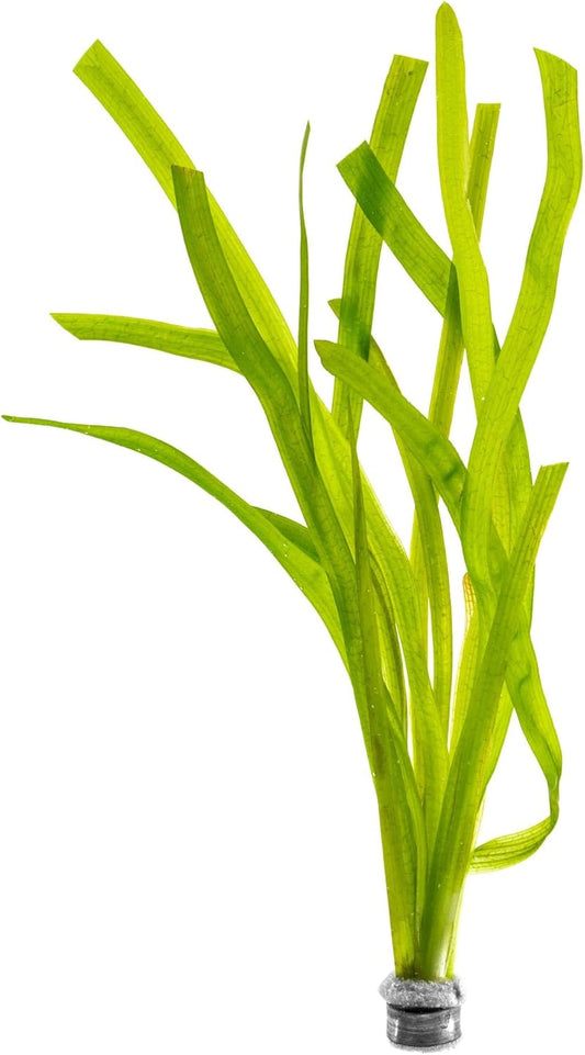 SubstrateSource Live Plant - Tall Grass, Red Jungle Vallisneria - Easy Care, Moderate to High Light, Reddish Green Accent, Freshwater Aquatic Plant for Aquascaping - Lead Bunch
