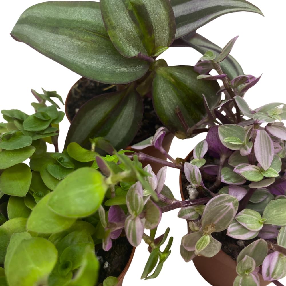 Wandering Dude Assortment, Tradescantia Variety, 2 inch, Set of 3 Tiny Mini Pixie Plant