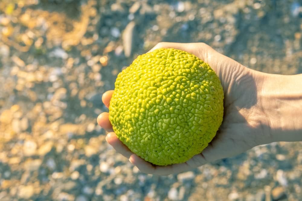Hedgeballs, Osage Oranges - Naturally Remove Bugs and Spiders - All Natural, Grown in Iowa (32 Hedgeballs)