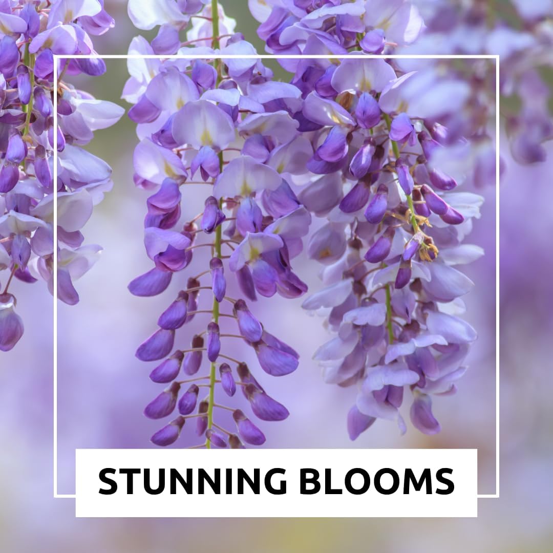 Chinese Wisteria Bonsai Tree Seedling for Planting - 1 Year Old Well Rooted Seedling - Fast-Growing Ornamental Tree with Violet-Purple Flowers and Fragrant Sweet Scent