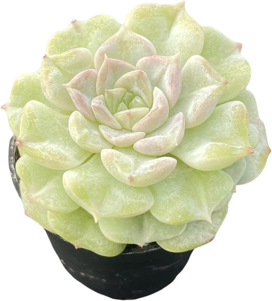 Sprout N Green Echeveria Crystal Amber, 1 Live Succulent Plant Fully Rooted in 2" Pot, House Plant for Indoor Outdoor Home Office Wedding Decoration DIY Project Party Favor