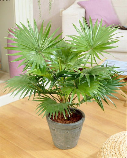 4+ Seeds Chinese Fan Palm Livistona chinensis Rare - Tree Green