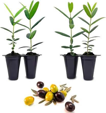 Olive Tree Mission (4 Pack) Real Olea Europaea | Easy to Grow Plants | Great Gift for Celebrations | Grow Your own Food on Your Edible Organic Garden| Edible Fruit Plant Live for Planting|