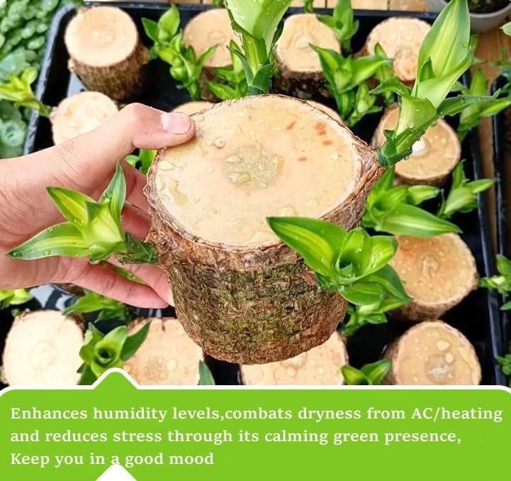 Brazilian Wood Plant,Mini Brazil Lucky Wood,with Ceramic Tray Lucky Tree,Swelling The Stage of About to Sprout,Brazilian Tree Perfect for Home,Office Desktop Decoration (Simple Style)