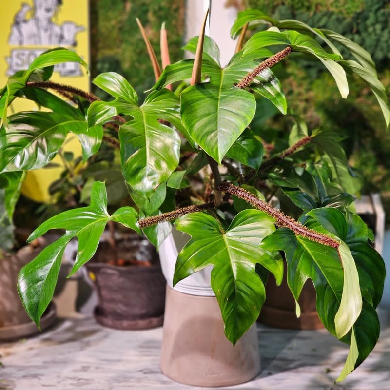2 Green Leaves Philodendron Live Plant 5-9" Tall, Rare Tropical Indoor Houseplant Home Garden