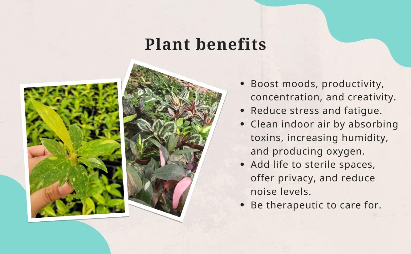 CoollectivePlants Monstera Swiss Cheese – Live Monstera Plant in 4″ Grower’s Pot, Easy Care Indoor House Plants Live and Low Maintenance Indoor Plant
