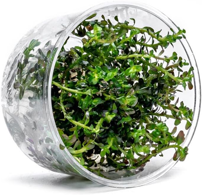 Ultum Nature Systems Live Tissue Culture - Rotala 'Colorata' - Moderate - High Light - Reddish-Pink Accent - Midground to Background - 100% Snail Free Grown in-Vitro - Regular Cup