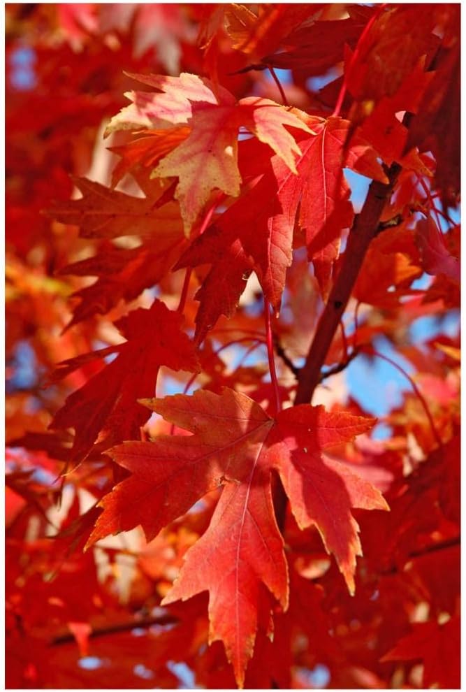 Autumn Blaze Maple Tree - 1 Gallon, Established Roots Potted - Acer x Freemanii, Fast Growing Tree, Fall Colors
