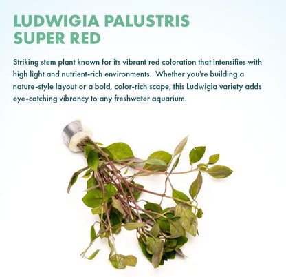 SubstrateSource Live Plant - Rotala Mexicana - Moderate Care, High Light, Bright Green Accent, Freshwater Aquatic Plant for Aquascaping - Lead Bunch