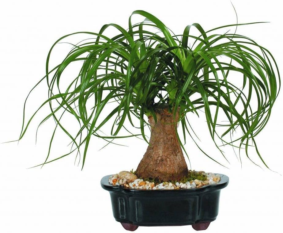 Seeds Ponytail (Bottle Palm) Palmilla Nolina Indoor Perennial Tree