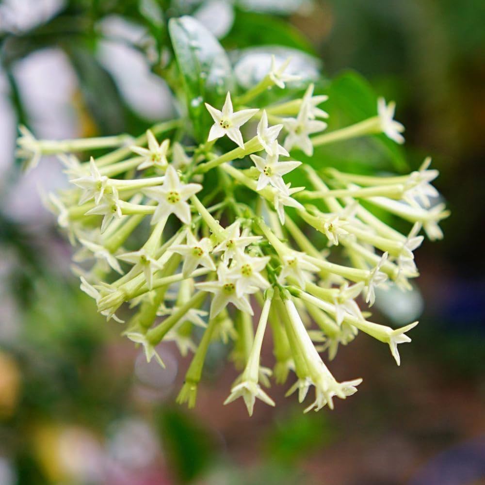Jasmine Plant, Fragrant Jasmine Flower Vine 4-8 Inches Well Rooted for Container, Hanging Basket Growing (Blooming Night)