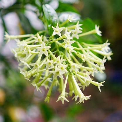 Jasmine Plant, Fragrant Jasmine Flower Vine 4-8 Inches Well Rooted for Container, Hanging Basket Growing (Blooming Night)