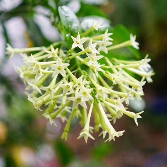 Jasmine Plant, Fragrant Jasmine Flower Vine 4-8 Inches Well Rooted for Container, Hanging Basket