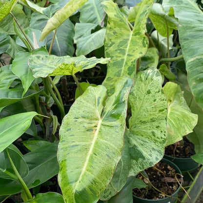 2 Long Leaf Philodendron Live Plant 5-9" Tall, Rare Tropical Indoor Houseplant Home Garden