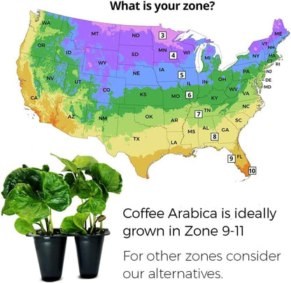 Coffee Plant Arabica (4 Pack) Real Live Plant for Sale | Coffee Lover's Dream | Easy to Grow Live for Planting | Grow Your Own Food on Your Edible Organic Garden |