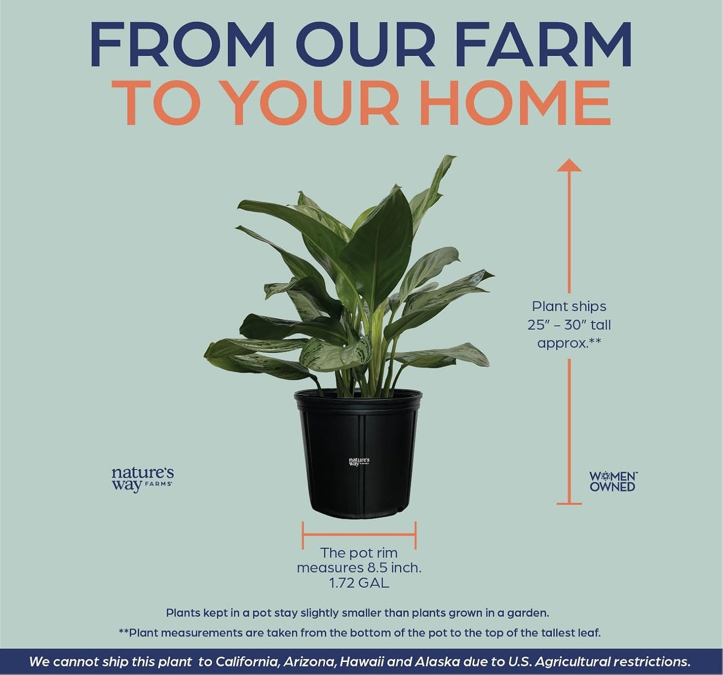Nature's Way Farms Aglaonema Diamond Indoor Live Plant (25-30 in. Tall) in Grower Pot