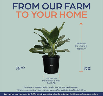 Nature's Way Farms Aglaonema Diamond Indoor Live Plant (25-30 in. Tall) in Grower Pot