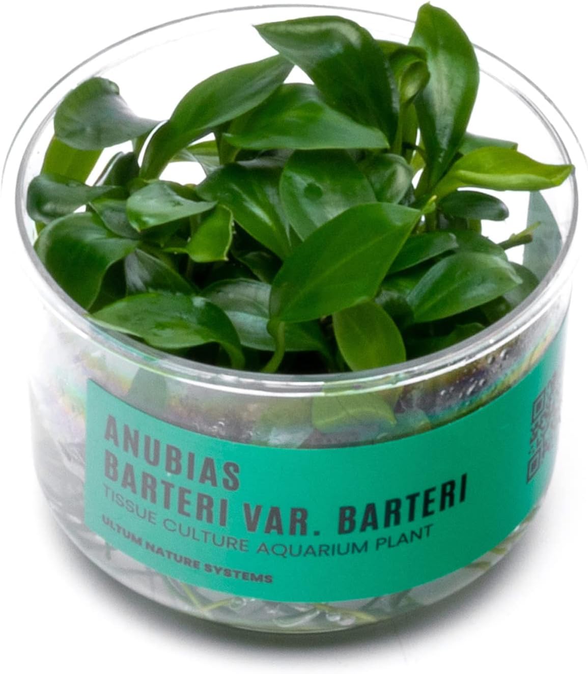 Ultum Nature Systems Anubias Barteri Tissue Culture Live Plant for Aquarium, Aquascape, Freshwater Fish Tanks - 100% Snail Free in Vitro