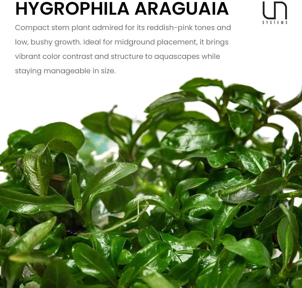 Ultum Nature Systems Live Tissue Culture - Hygrophila 'Araguaia' (Hygrophila lancea) - Moderate - High Light - Reddish-Brown Accent - Midground - 100% Snail Free Grown in-Vitro - Regular Cup