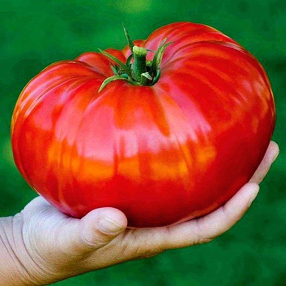 Seeds Vegetable Beefsteak Tomato Red Giant Indetereminate Non GMO for Planting Heirloom