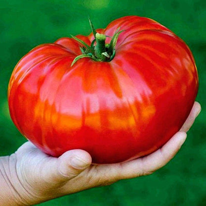 Seeds Vegetable Beefsteak Tomato Red Giant Indetereminate Non GMO for Planting Heirloom