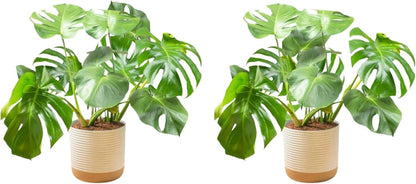 Costa Farms Monstera, Swiss Cheese Plant Live Plants in Decorative Pot,Large Indoor Houseplant, Perfect for Home, Room, or Office Decor, Great House Warming or Birthday Gift, 2-3 Feet Tall, Pack of 2