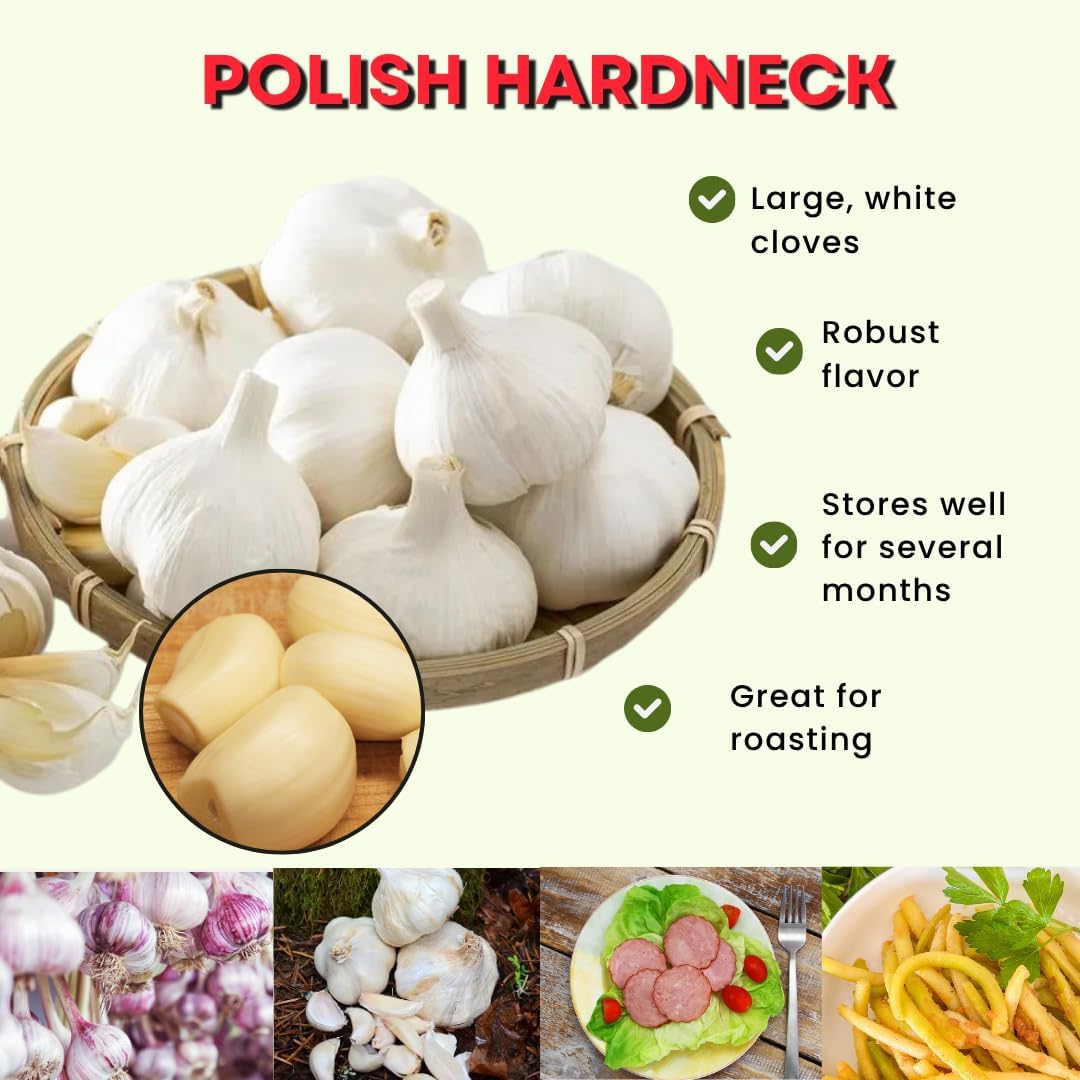1 Pound Hard Neck Garlic for Planting in Fall, Big Garlic Bulb for Planting, Fresh and High Yield, Cold Hardy, Planting Softneck Hardneck