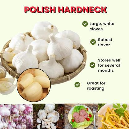 1 Pound Hard Neck Garlic for Planting in Fall, Big Garlic Bulb for Planting, Fresh and High Yield, Cold Hardy, Planting Softneck Hardneck