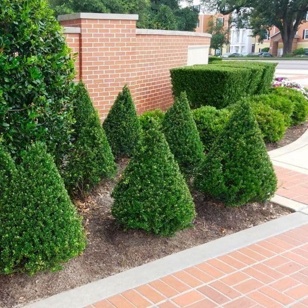 Steeds Holly I 30 Live Plants I Upright Ilex Crenata | Upright Evergreen Shrub for Privacy Screens, Hedges, and Ornamental Landscaping