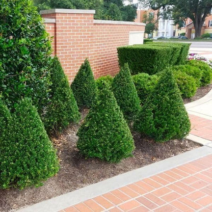 Steeds Holly I 3 Live Plants I Upright Ilex Crenata | Upright Evergreen Shrub for Privacy Screens, Hedges, and Ornamental Landscaping