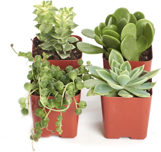 Shop Succulents | Verde Collection | Assortment of Hand Selected, Fully Rooted Live Indoor Green Succulent Plants, 4-Pack
