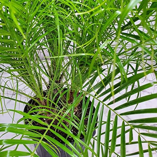 Roebelenii Palm Tree Plant Live - Overall Height 30" to 36" - Tropical Plants of Florida - Pygmy Date Palm Tree (Plant Only)