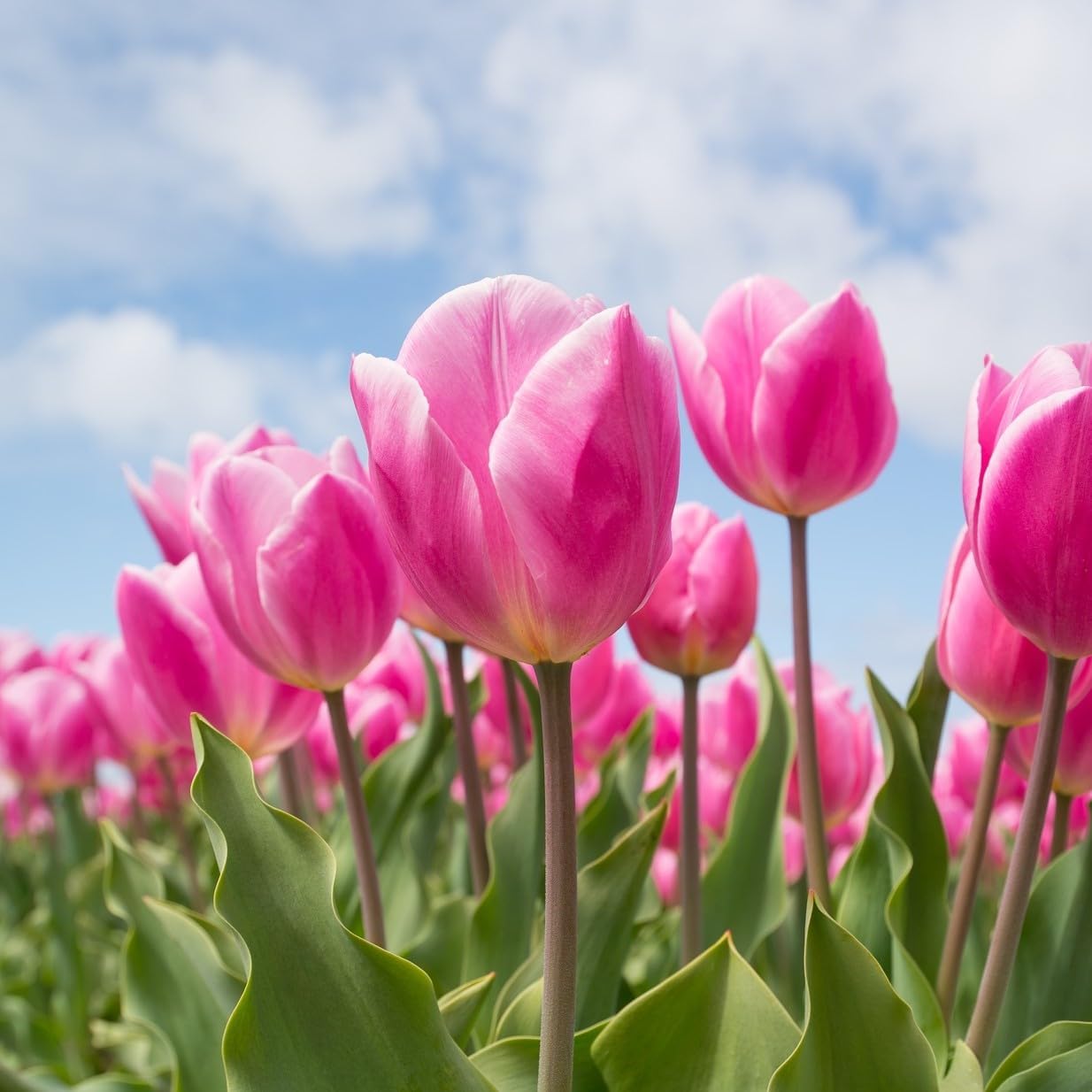 Showgirl Pink Tulip Bulbs – Gardener’s Favorite Spring Flowers | 10 Premium Perennial Bulbs for Vibrant Pink Blooms | Easy to Grow | Attracts Bees & Butterflies | Zones 3–8 | Great Gift (10 Bulbs)