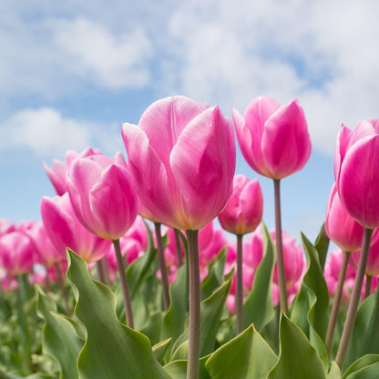 Showgirl Pink Tulip Bulbs – Gardener’s Favorite Spring Flowers | 10 Premium Perennial Bulbs for Vibrant Pink Blooms | Easy to Grow | Attracts Bees & Butterflies | Zones 3–8 | Great Gift (10 Bulbs)
