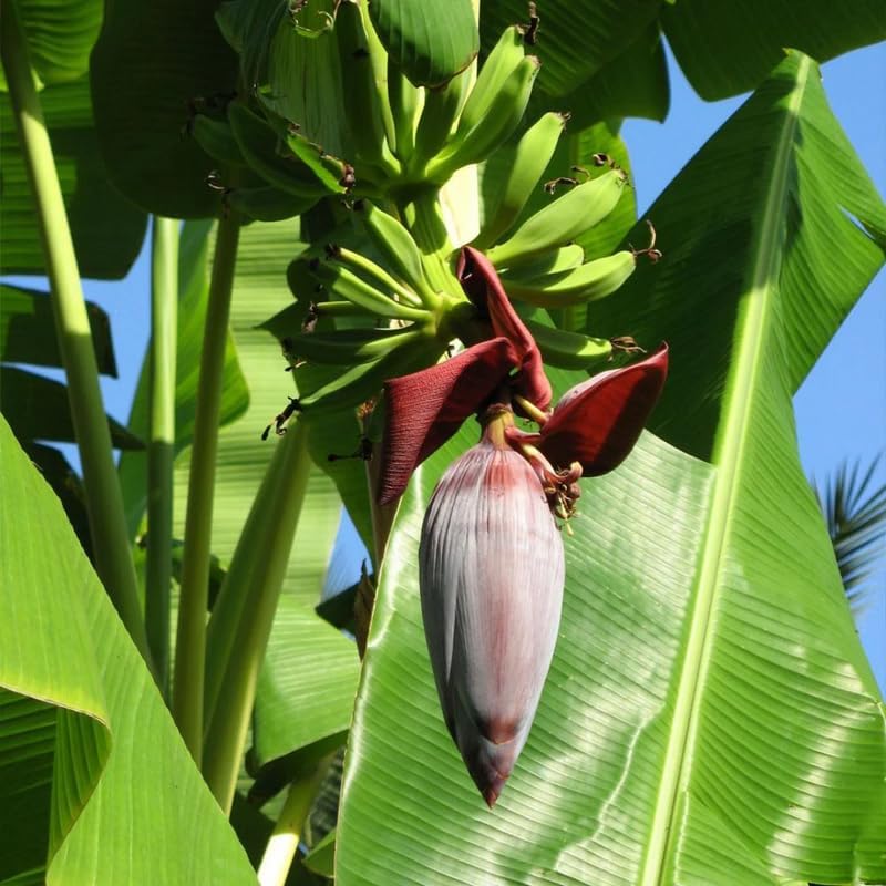 Grand Nain Banana Plant Live, 4-6" Tall Well-Rooted for Indoor Tropical Displays, Cold Hardy Banana Fruit Tree