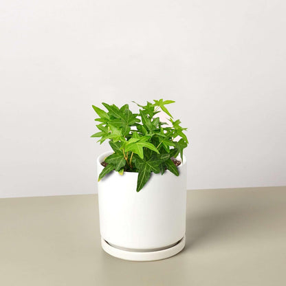English Ivy Green California Live Plant for Indoor | Different Houseplants in 3'' Pot | Real House Plant for Living Room, Office, Desk & Bathroom | Common Ivy | Hedera Helix Green