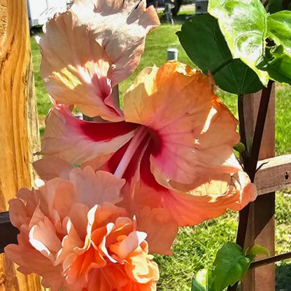 2 Hibiscus Live Plants, Clump 8-12” Tall, Hardy Hibiscus Plants Live, Hibiscus Trees Flowering Shrub (Peach Hibiscus)