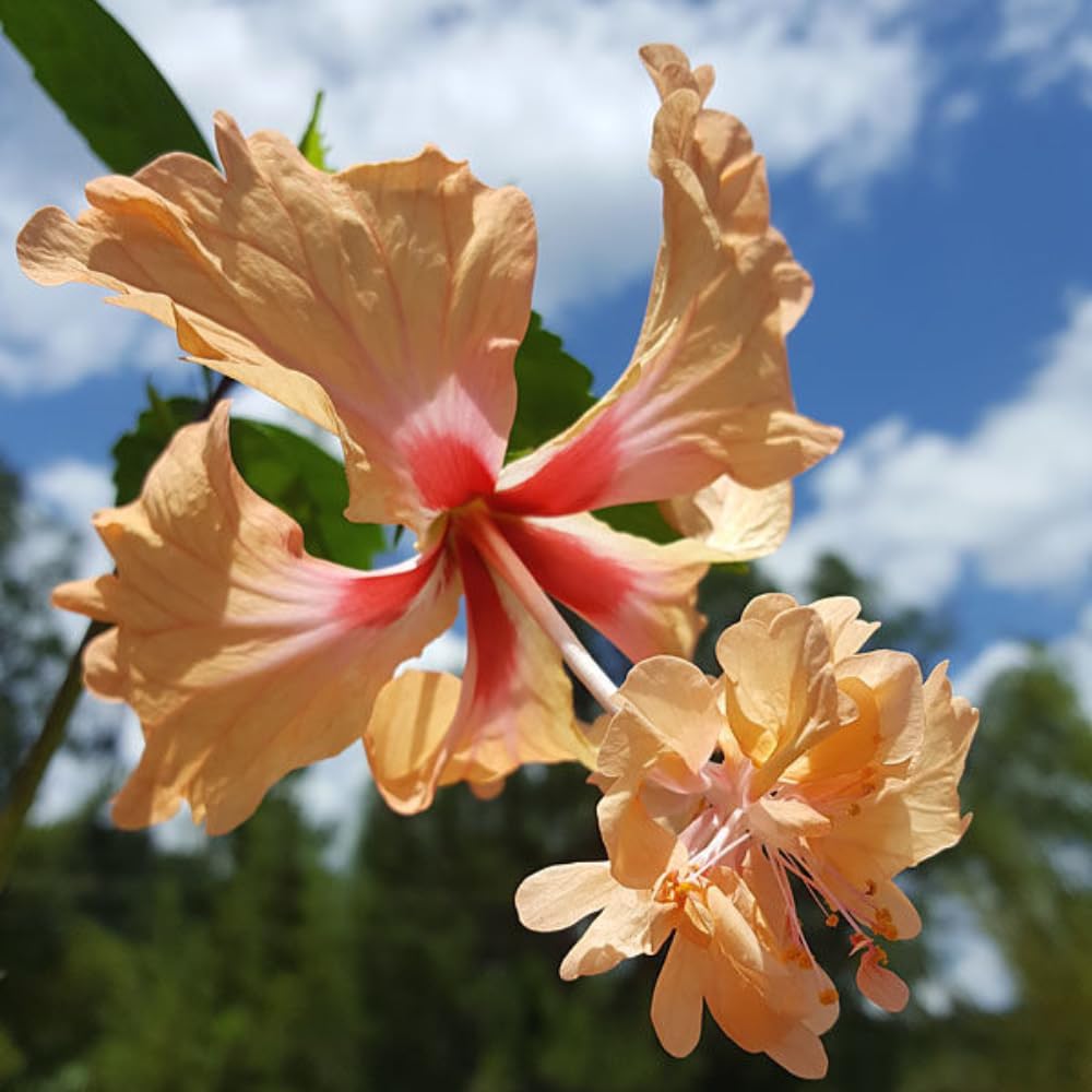2 Hibiscus Live Plants, Clump 8-12” Tall, Hardy Hibiscus Plants Live, Hibiscus Trees Flowering Shrub (Peach Hibiscus)