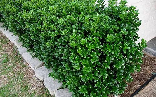 Burfordi Holly | 20 Live Plants | Ilex Cornuta | Fast Growing Evergreen Shrubs, Privacy Hedge Plants, Dark Green Foliage, Low Maintenance Landscaping, Ideal for Hedges and Borders