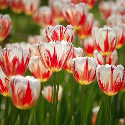 Mixed Sorbet Tulips – 8 Bulbs | Pink, Red & White Perennial Flowers - Spring Blooming | Easy-to-Grow Rembrandt Tulips for Rock Gardens, Borders & Containers – Zones 3–8 | Butterfly & Bee Attracting