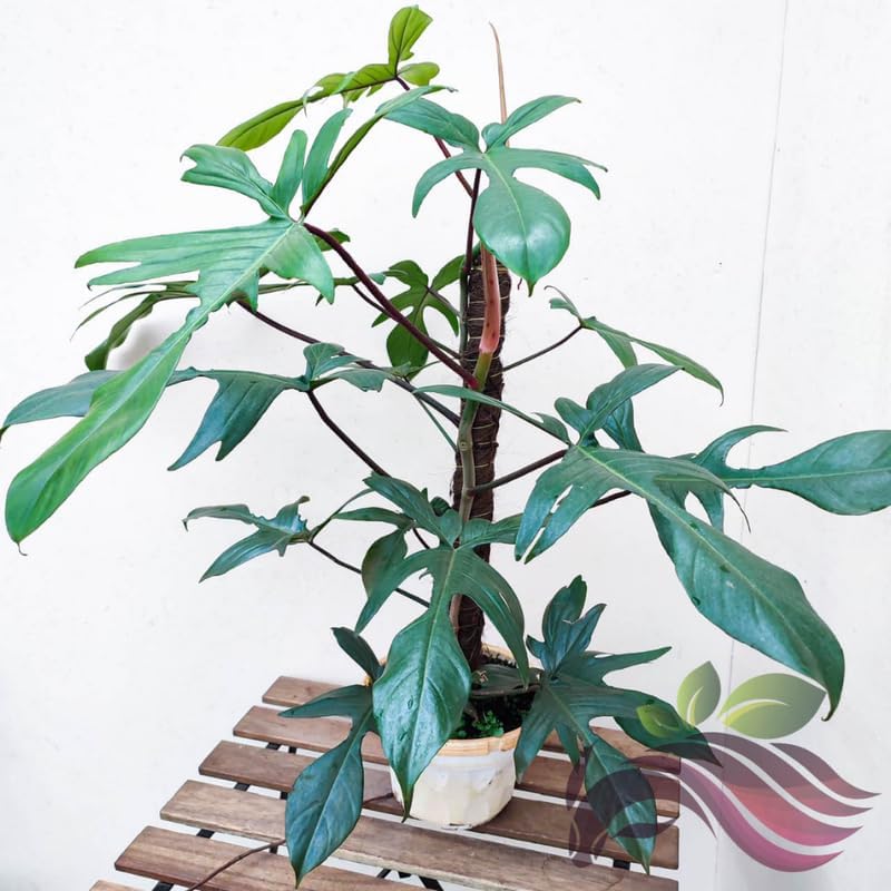 2 Beauty Philodendron Live Plant 5-9" Tall, Rare Tropical Indoor Houseplant Home Garden