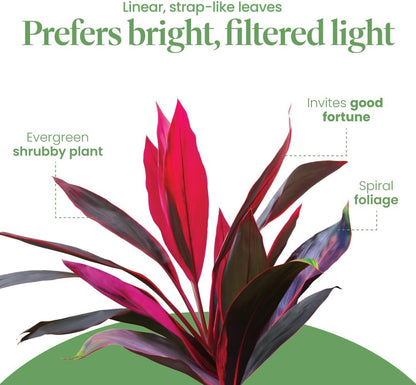 American Plant Exchange Ti Plant 'Sister' – 10-Inch Pot – Live Easy Care Indoor Houseplant, Air-Purifying, Bright Light Tropical Plant for Home, Garden Patio Decor