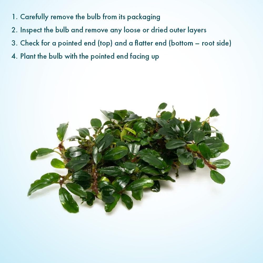 SubstrateSource Live Plants – Hades (Bucephalandra sp.) – Low to Medium Light, Dark Green with Blue Iridescence Color Aquatic Plant, Foreground to Midground, Rhizome Growth - Loose, 1 Pack
