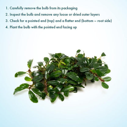 SubstrateSource Live Plants – Hades (Bucephalandra sp.) – Low to Medium Light, Dark Green with Blue Iridescence Color Aquatic Plant, Foreground to Midground, Rhizome Growth - Loose, 1 Pack